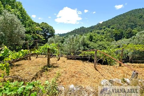 Farm i Ponte de Lima, Viana do Castelo, Ponte de Lima - € 45.000 | Ref: 2255 - foto 5