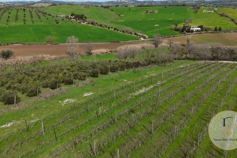 Villa i Preselle, Grosseto, Preselle - € 2.900.000 | Ref: GRO281-854478 - foto 14