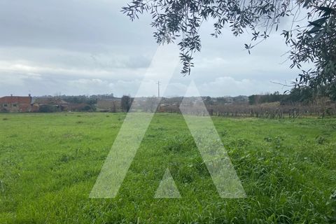 Helårsgrund i Anadia, Aveiro, Anadia - € 80.000 | Ref: 1051388/26 OB - foto 9