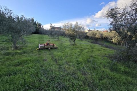 Farm i Aranhas, Castelo Branco, Aranhas - € 298.000 | Ref: KWPT-026453 - foto 29