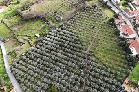 Farm i Aranhas, Castelo Branco, Aranhas - € 298.000 | Ref: KWPT-026453 - foto 48