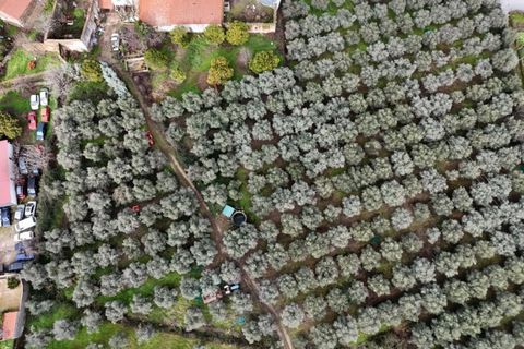 Farm i Aranhas, Castelo Branco, Aranhas - € 298.000 | Ref: KWPT-026453 - foto 49