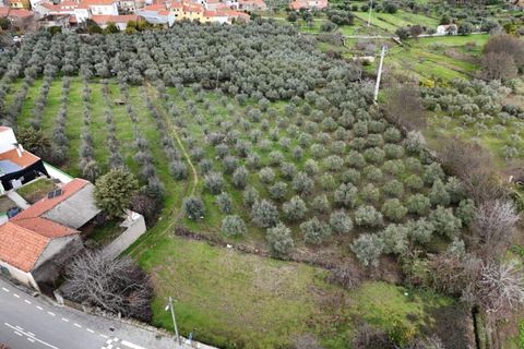 Farm i Aranhas, Castelo Branco, Aranhas - € 298.000 | Ref: KWPT-026453 - foto 50