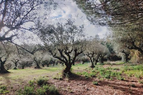 Helårsgrund i Parceiros e Azoia, Leiria, Parceiros e Azoia - € 32.000 | Ref: C0379-00639 - foto 1