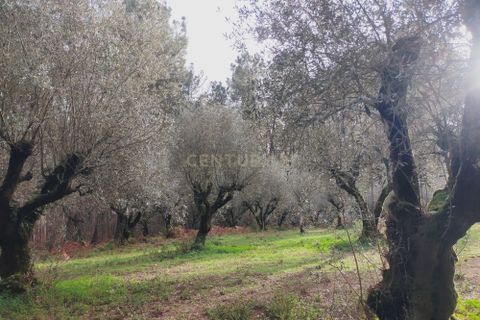 Helårsgrund i Parceiros e Azoia, Leiria, Parceiros e Azoia - € 32.000 | Ref: C0379-00639 - foto 2