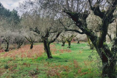 Helårsgrund i Parceiros e Azoia, Leiria, Parceiros e Azoia - € 32.000 | Ref: C0379-00639 - foto 3