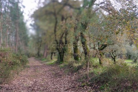 Helårsgrund i Parceiros e Azoia, Leiria, Parceiros e Azoia - € 32.000 | Ref: C0379-00639 - foto 4