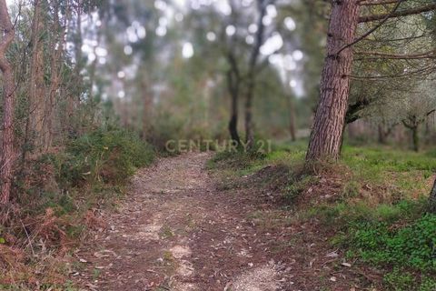 Helårsgrund i Parceiros e Azoia, Leiria, Parceiros e Azoia - € 32.000 | Ref: C0379-00639 - foto 5