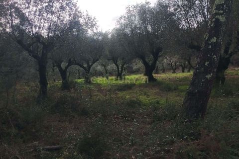 Helårsgrund i Parceiros e Azoia, Leiria, Parceiros e Azoia - € 32.000 | Ref: C0379-00639 - foto 7
