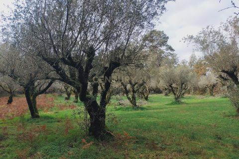Helårsgrund i Parceiros e Azoia, Leiria, Parceiros e Azoia - € 32.000 | Ref: C0379-00639 - foto 8