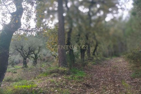 Helårsgrund i Parceiros e Azoia, Leiria, Parceiros e Azoia - € 32.000 | Ref: C0379-00639 - foto 10