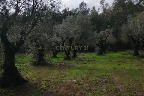 Helårsgrund i Parceiros e Azoia, Leiria, Parceiros e Azoia - € 32.000 | Ref: C0379-00639 - foto 12