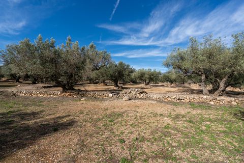 Finca i Roquetes, Tarragona, Roquetes - € 31.000 | Ref: 328 - foto 16