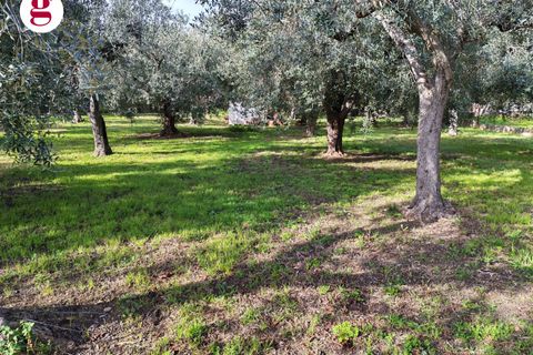 Helårsgrund i Vasto, Chieti, Vasto - € 85.000 | Ref: IM202593 - foto 10