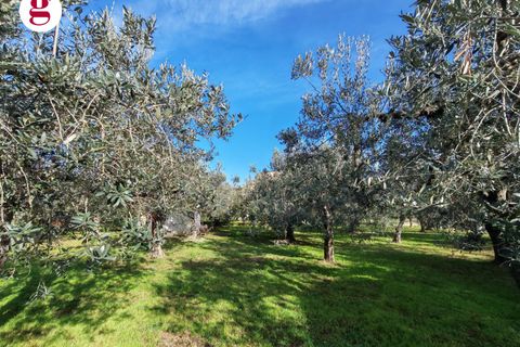 Helårsgrund i Vasto, Chieti, Vasto - € 85.000 | Ref: IM202593 - foto 21