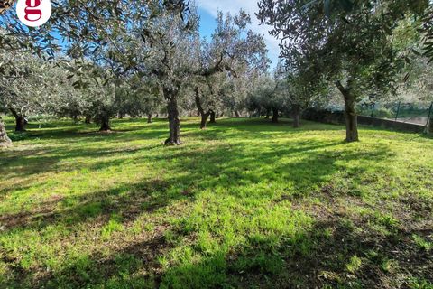 Helårsgrund i Vasto, Chieti, Vasto - € 85.000 | Ref: IM202593 - foto 26