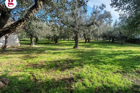 Helårsgrund i Vasto, Chieti, Vasto - € 85.000 | Ref: IM202593 - foto 27
