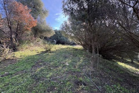 Terra a Montegrosso, Haute-Corse, Montegrosso - € 556.000 | Ref: 2295 - foto 2
