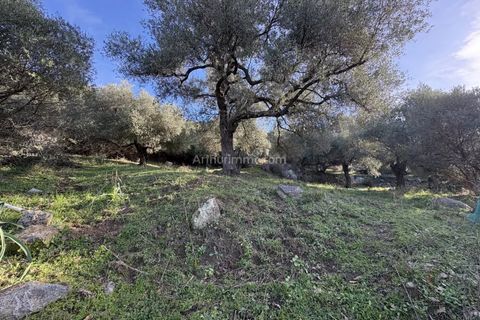 Terra a Montegrosso, Haute-Corse, Montegrosso - € 556.000 | Ref: 2295 - foto 4