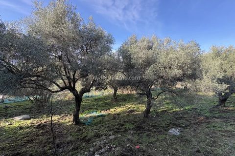 Terra a Montegrosso, Haute-Corse, Montegrosso - € 556.000 | Ref: 2295 - foto 5