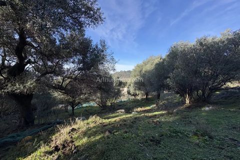 Terra a Montegrosso, Haute-Corse, Montegrosso - € 556.000 | Ref: 2295 - foto 6