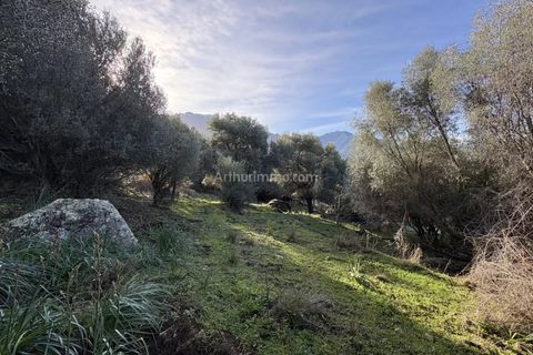 Terra a Montegrosso, Haute-Corse, Montegrosso - € 556.000 | Ref: 2295 - foto 7
