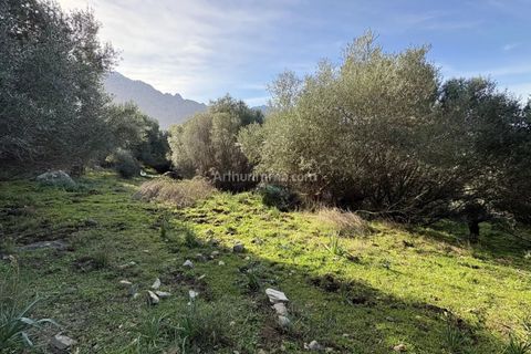 Terra a Montegrosso, Haute-Corse, Montegrosso - € 556.000 | Ref: 2295 - foto 8