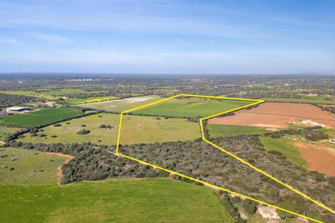 Terra a Campos, Mallorca, Campos - € 1.500.000 | Ref: 07SJRG013/3010 - foto 6