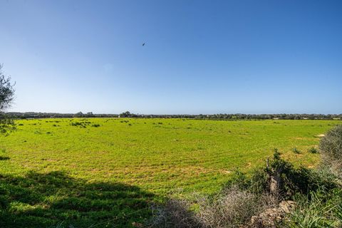Terra a Campos, Mallorca, Campos - € 1.500.000 | Ref: 07SJRG013/3010 - foto 14