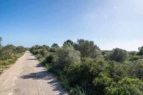 Terra a Campos, Mallorca, Campos - € 1.500.000 | Ref: 07SJRG013/3010 - foto 17