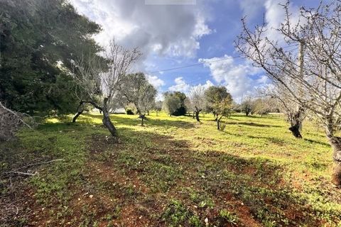 Landejendom i Carovigno, Brindisi, Carovigno - € 75.000 | Ref: lm18 land w bui - foto 20