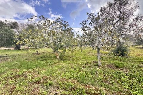 Landejendom i Carovigno, Brindisi, Carovigno - € 75.000 | Ref: lm18 land w bui - foto 22