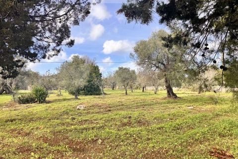 Landejendom i Carovigno, Brindisi, Carovigno - € 75.000 | Ref: lm18 land w bui - foto 24
