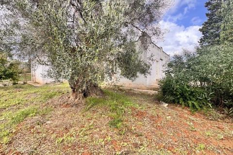 Landejendom i Carovigno, Brindisi, Carovigno - € 75.000 | Ref: lm18 land w bui - foto 18