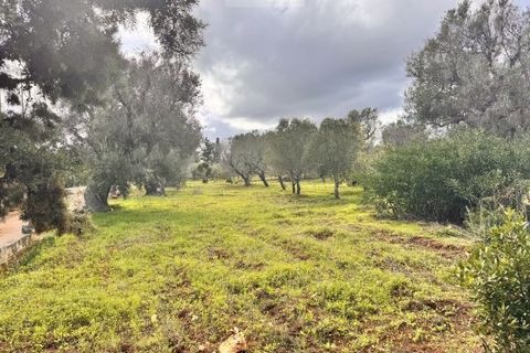 Landejendom i Carovigno, Brindisi, Carovigno - € 75.000 | Ref: lm18 land w bui - foto 23