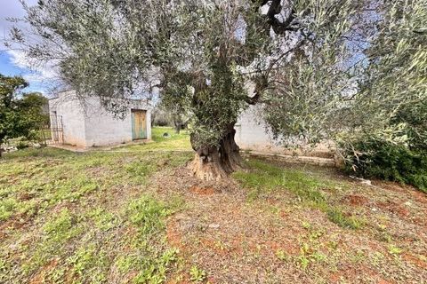 Landejendom i Carovigno, Brindisi, Carovigno - € 75.000 | Ref: lm18 land w bui - foto 15