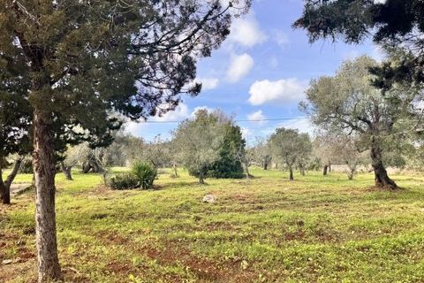Landejendom i Carovigno, Brindisi, Carovigno - € 75.000 | Ref: lm18 land w bui - foto 21