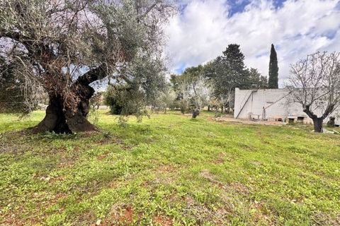 Landejendom i Carovigno, Brindisi, Carovigno - € 75.000 | Ref: lm18 land w bui - foto 17