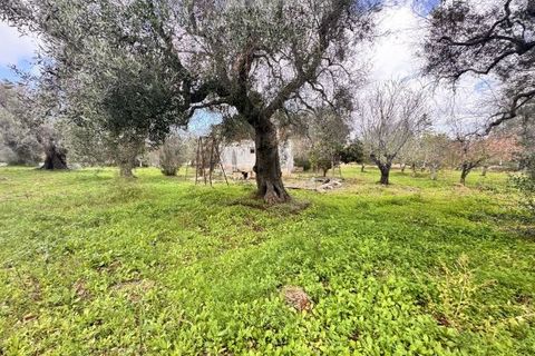 Landejendom i Carovigno, Brindisi, Carovigno - € 75.000 | Ref: lm18 land w bui - foto 16