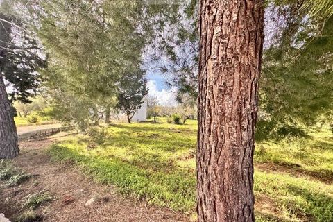 Landejendom i Carovigno, Brindisi, Carovigno - € 75.000 | Ref: lm18 land w bui - foto 26