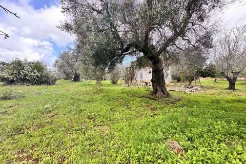 Landejendom i Carovigno, Brindisi, Carovigno - € 75.000 | Ref: lm18 land w bui - foto 19