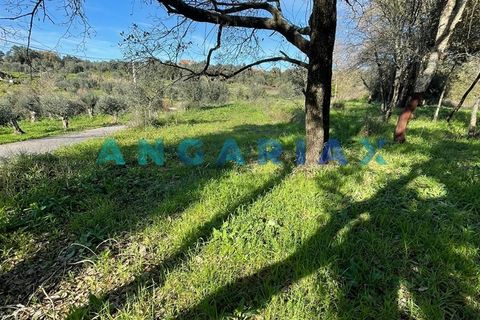 Helårsgrund i Tomar, Santarem, Tomar - € 17.000 | Ref: ANG1540 - foto 4