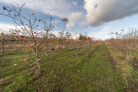 Farm i Guarda, Guarda, Guarda - € 780.000 | Ref: 111250253 - foto 16
