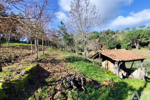 Farm i Tabua, Coimbra, Tabua - € 450.000 | Ref: 817919 - foto 9