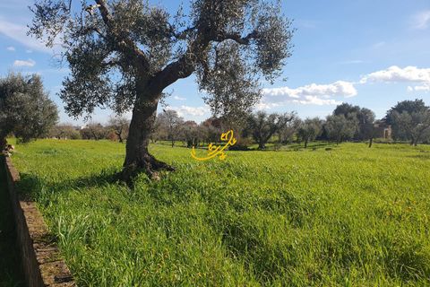 Landejendom i Ostuni, Brindisi, Ostuni - € 180.000 | Ref: R 545 - foto 16