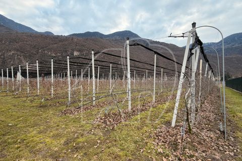 Landejendom i Laives, South Tyrol, Laives - € 1.700.000 | Ref: Z215 - foto 8
