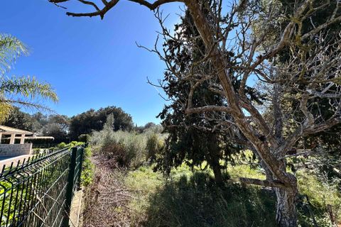 Tomt i Sa Pobla, Mallorca, Sa Pobla - € 324 000 | Ref: FALC-StBa-79915 - foto 8