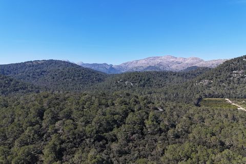 Tomt i Sa Pobla, Mallorca, Sa Pobla - € 324 000 | Ref: FALC-StBa-79915 - foto 16
