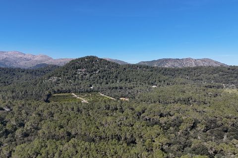 Tomt i Sa Pobla, Mallorca, Sa Pobla - € 324 000 | Ref: FALC-StBa-79915 - foto 17