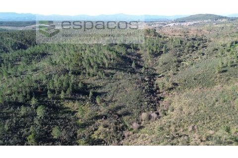 Helårsgrund i Castelo Branco, Castelo Branco, Castelo Branco - € 37.500 | Ref: 5666/EG - foto 1